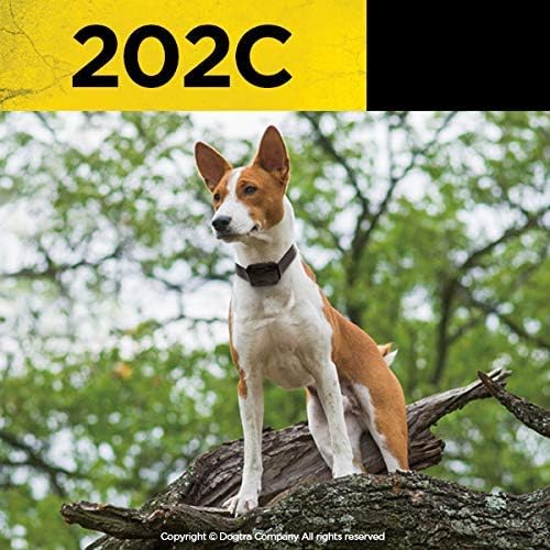 Dogtra 202C No-Nonsense Dog Training Collar/Two Dogs 10 Lbs