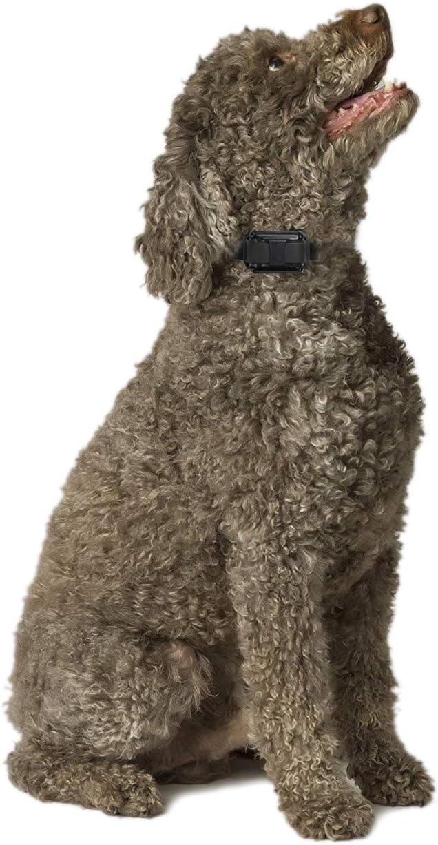 Educator E-Collar Humane Dog Training Collar with Remote, Features 100 Levels of Safe Stimulation, Tapping Sensation, Night Light, Waterproof, Rechargeable, 3/4 Mile 1 Dog, Yellow