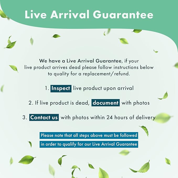 Live Aquarium Stem Plants - Freshwater Aquatic Plant for Fish Tanks, Aquascaping - (Rotala Indica, 4 Bunches)