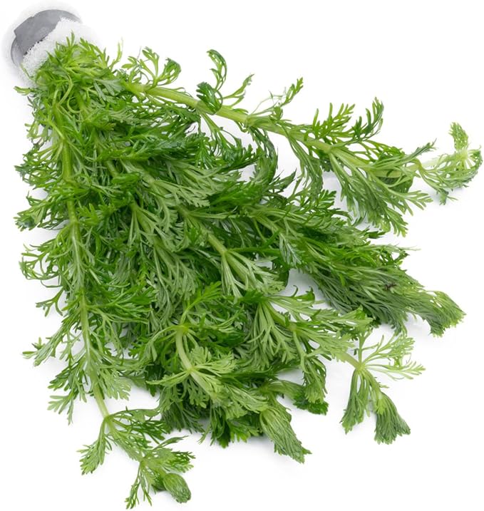 Live Aquarium Stem Plants - Freshwater Aquatic Plant for Fish Tanks, Aquascaping - (Limnophila Heterophylla, 4 Bunches)