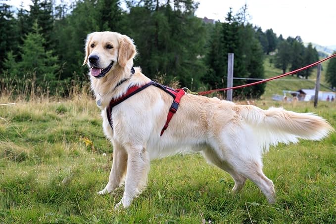 LWBMG Leather Dog Leash - 4ft x 1/2 inch, Braided, Comfortable Training Leash for Small & Medium Dogs - Red