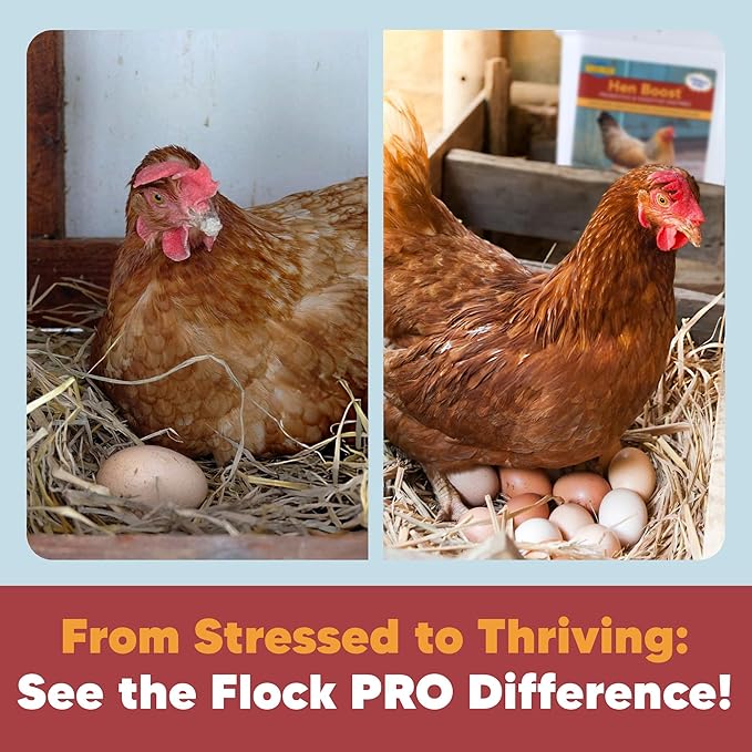 Flock PRO Hen Boost - Digestive Supplement for Hens | Chicken Vitamins and Supplements | Probiotics, Digestive Enzymes, Electrolytes for Adult Poultry-5lb