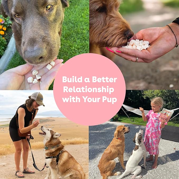 Dog Training: Starting with the Basics