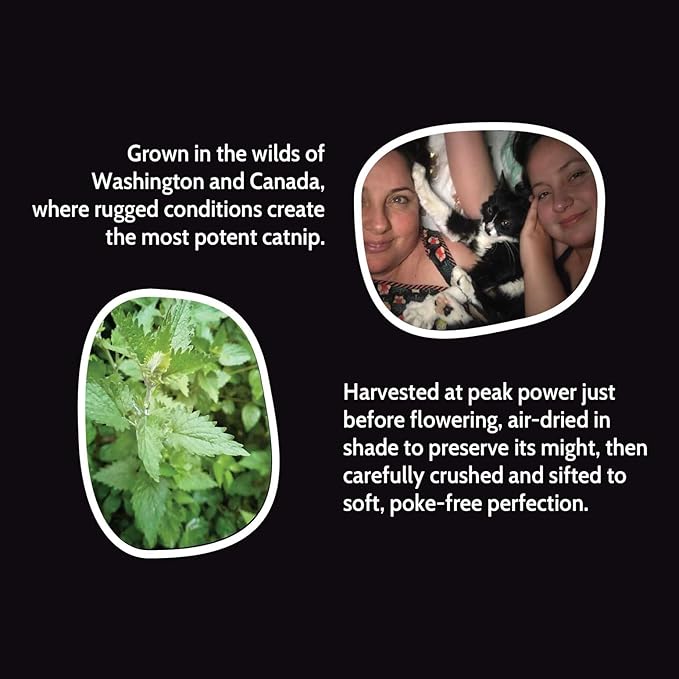 Fiend Catnip + Silvervine for Cats & Kittens Safety-Cut Premium Fine Cat Nip Blend with Vegan Silvervine + Sticker – Ultra Potent, North American – 1 Cup (34.5g) Go Ahead, Create a Monster!