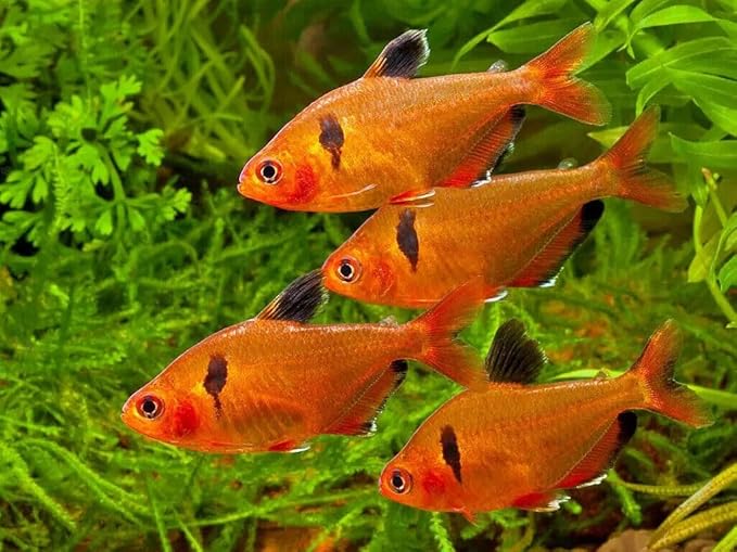 Aquatic Foods Inc. Tropical Fish Flakes, Mix of Krill, Color Enhancing, Spirulina Flakes for Cichlids, Angels, Tetras, Guppies, All Tropical Fish...WL…3-lbs Poly Bag