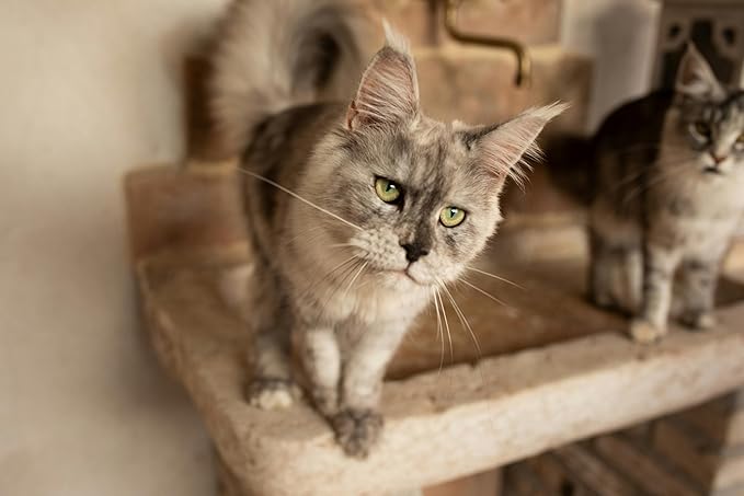 (6-Pack) Disposable Cat Litter Boxes - Low Entry, Shallow for Senior Cats - Easy for Mobility-Challenged Cats, Small Travel Cat Litter Box