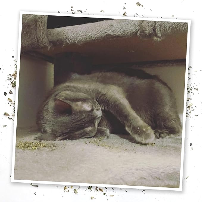 Meowijuana Get Higher Bundle | Get Higher Kite Refillable Toy, King Size Catnip Joints, and Whisker Tickle | Hand Harvested and Rolled Dried High Potency Catnip | Grown in North America