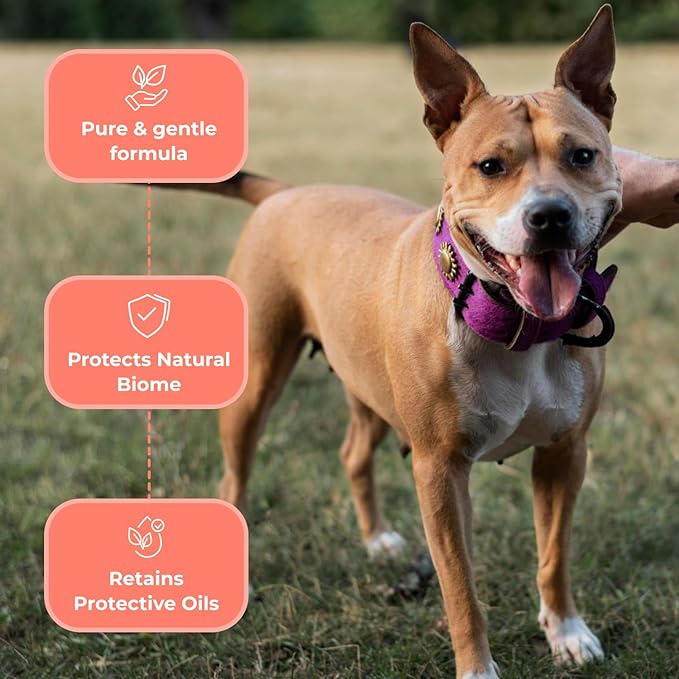 COAT DEFENSE Sensitive Dogs Shampoo | Made in USA | All-Natural Hypoallergenic - Soothes and Relieves Itchy & Dry Skin | 8 Ounces Concentrated Makes 32 Ounces