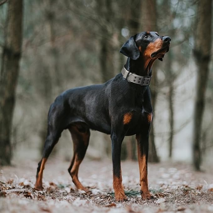 Fida Heavy Duty Dog Collar 1.5” Width, Ultra Soft Neoprene Padded, Adjustable Reflective Nylon Pet Collar with Two Metal Pin Belt Buckle for Large/X-Large Breeds (XL, Grey)