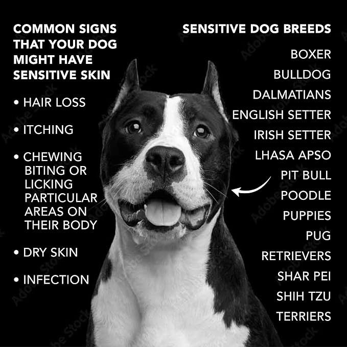 Pride and Groom The Sensitive One Box Set – Dog Shampoo & Conditioner with All Natural Blend of Essential Oils & Ingredients to Soothe, Nourish & Untangle for Long Lasting Shine & Manageability – 32oz