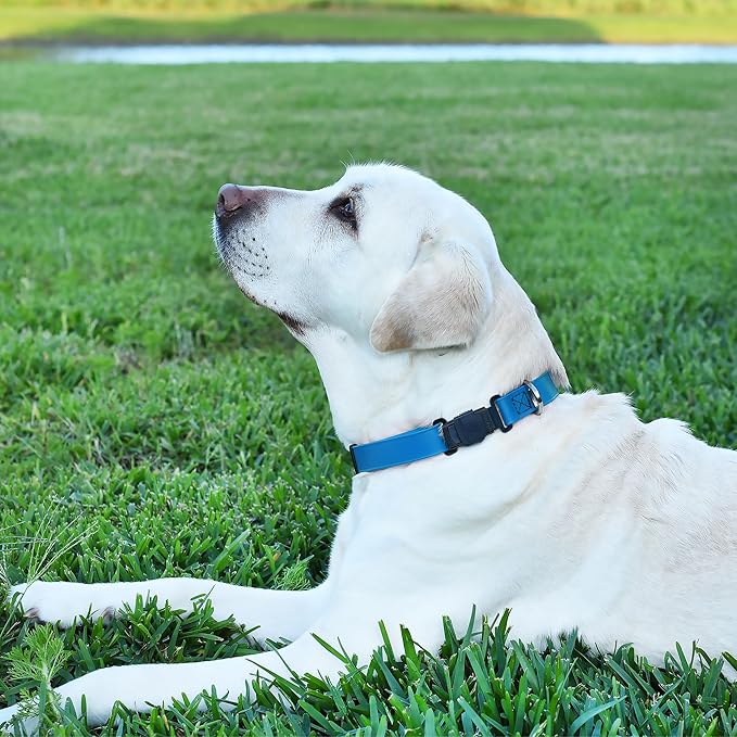 Dogline Biothane Waterproof Dog Collar with Herm Sprenger Stainless Steel Quick Release Buckle – Heavy Duty Tactical Durable Collar for Dogs – Comfortable and Safe Pet Collar, W 3/4" L 12-19", Blue