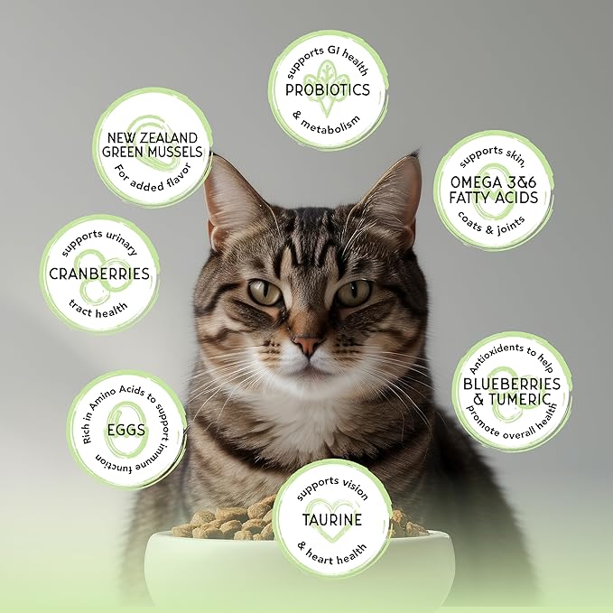 Blackwood Bounty Dry Cat Food, Whitefish & Lentil Recipe for All Life Stages, 2 Pound Bag, High Protein, Grain Free