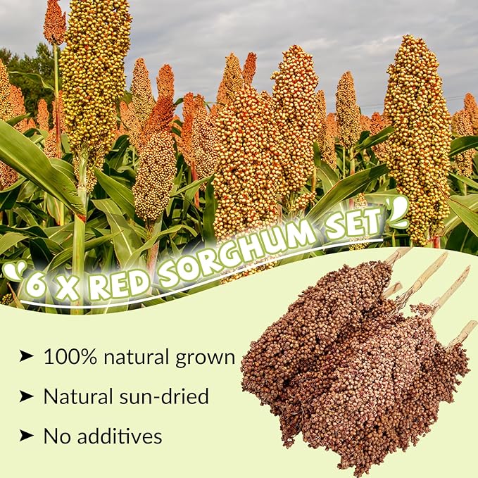 Fhiny Millet Spray for Birds, 6 PCS Natural Sun-Dried Red Sorghum Grain for Birds Seed Original Parrot Treats & Supplement Parakeet Food for Cockatiels Lovebirds Finches Budgies Pigeons Hamsters