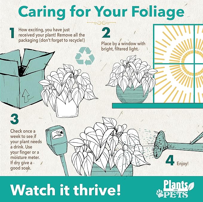 Essential Houseplant Collection (3PK) Live Plants Indoor Plants Live Houseplants in Plant Pots, Easy House Plants Indoors Live, Snake Plant, Pothos in Potting Soil, Clean Air Plants by Plants for Pets