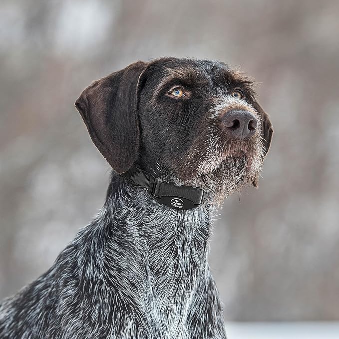 SportDOG Brand NoBark SBC-8 Bark Control Collar - Static Collar with Progressive Correction - Waterproof - Static Stimulation - Dogs 8 lbs & up