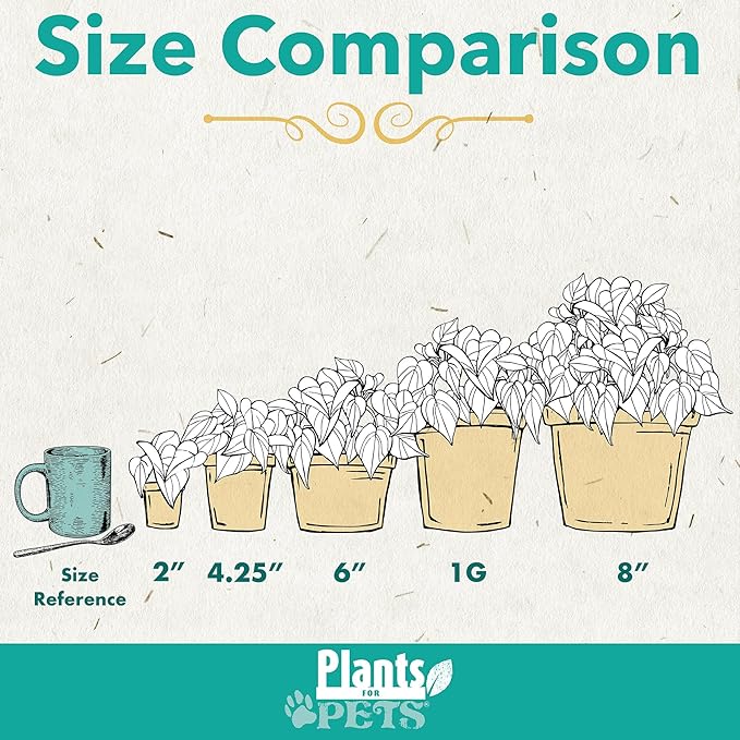 Essential Houseplant Collection (4PK) Live Plants Indoor Plants Live Houseplants in Plant Pots, Easy House Plants Indoors Live, Snake Plant, Pothos in Potting Soil, Clean Air Plants by Plants for Pets